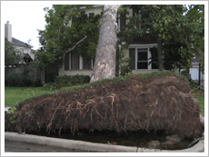 Hurricane Ike Uprooted Tree